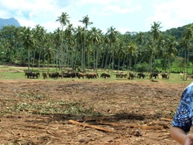 Arrivée à l'orphelinat des éléphants de PINNAWALA Arrivée à l'orphelinat des éléphants de PINNAWALA