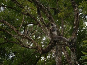 un singe nous guette un singe nous guette