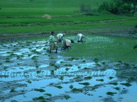 travail dans les rizières travail dans les rizières
