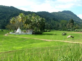 rizières rizières