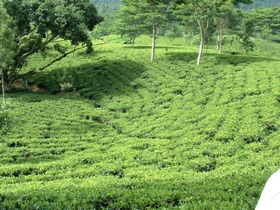 culture du thé.
Ici la plantation de Rothschild culture du thé.
Ici la plantation de Rothschild