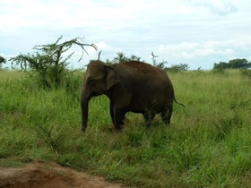 qui abrite plus de 500 éléphants qui abrite plus de 500 éléphants