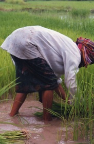 travail dans les rizi&egrave;res