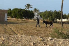 un agriculteur et son &acirc;ne