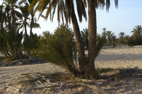 Promenade dans les petite dunes Promenade dans les petite dunes