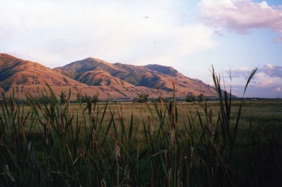 BRIGHAM