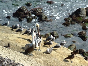 SAN DIEGO SAN DIEGO