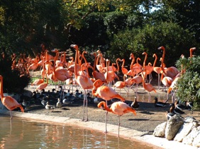 SEA WORLD SEA WORLD