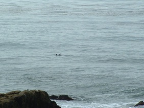 Dauphins Dauphins