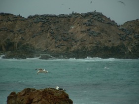 Seal and birds Rock Seal and birds Rock