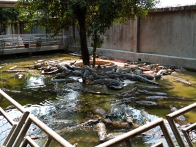 Visite d'un &eacute;levage de crocodiles