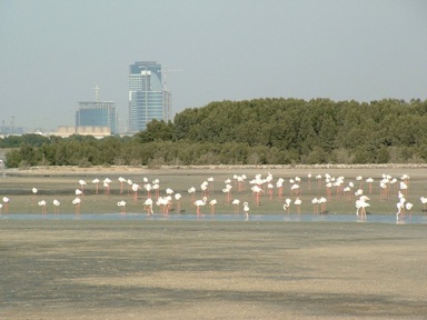 les flamants roses sont là pour l'hiver ! je ferais bien comme eux ...