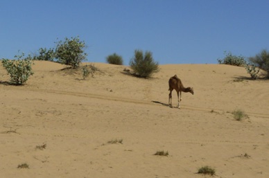 Promenade dans le désert