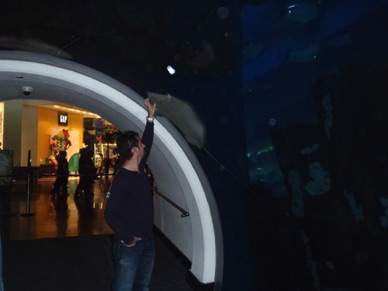 Visite de l'Aquarium de Dubaï Mall