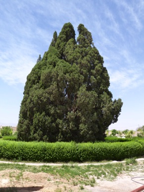 Cyprès vieux de 4500 ans qui aurait été planté par le Prophète Zoroastre.