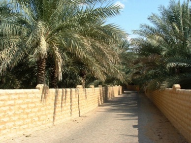 Promenade dans une palmeraie