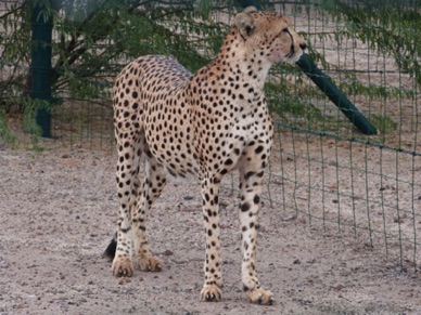 guépard