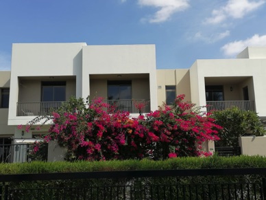 fin janvier les bougainvilliers sont en fleur !!