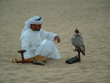 dressage de faucons pour la chasse