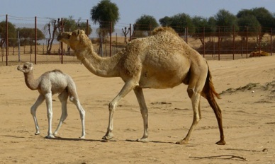 rencontres 
avec des animaux locaux