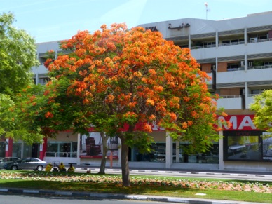 en juin les arbres sont en fleurs