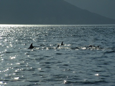 rencontre avec des dauphins