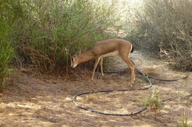 les gazelles