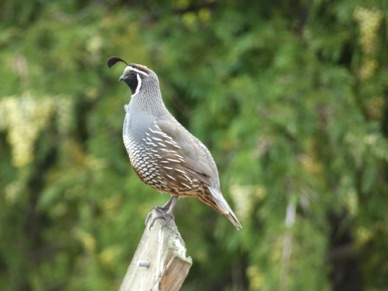 un pigeon de Californie