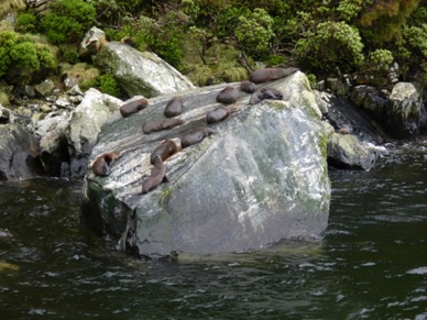 et des animaux tranquilles sur les rochers ...