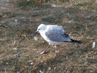 jeune mouette