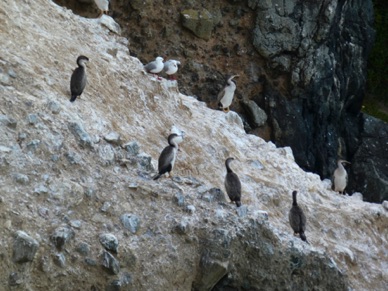 habité par de nombreux animaux