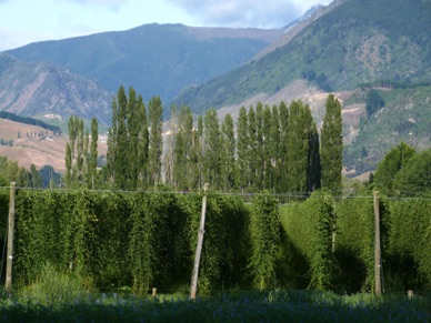 un champ de houblon