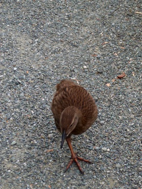 un weka pas farouche du tout !