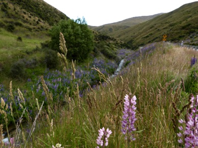 arrêt en bord de routes pour admirer ces étendues de lupins de toutes couleurs