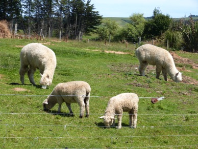 moutons et alpagas