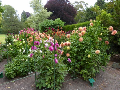 puis les dahlias