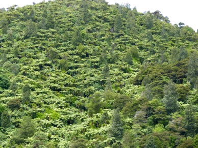 forêts de fougères arborescentes